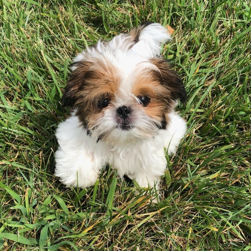 Meet your Posher, Rhea - Picture 2 of 14